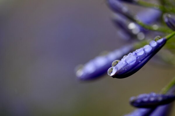 Tautropfen auf violetten Blütenblättern