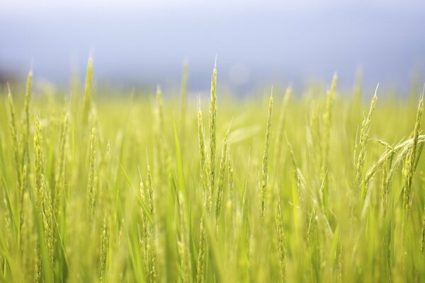 Kłosy ryżu na plantacji blisko