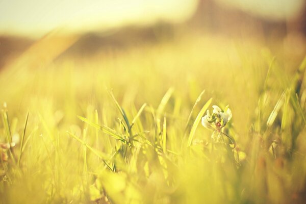 Prise de vue macro. Photo sur le bureau. Herbe verte. Été