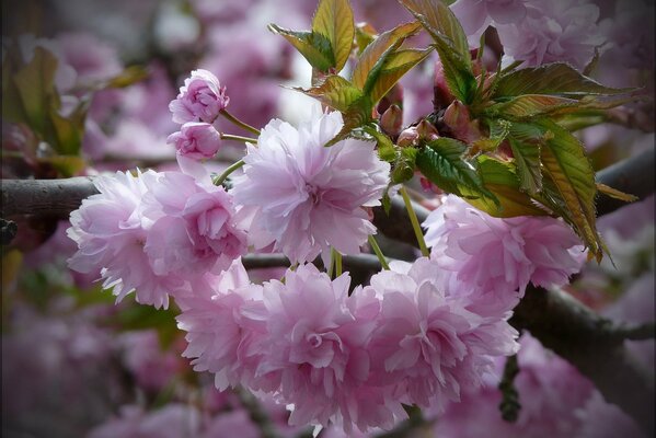 Green leaves on a background of pink flowers on a sakura branch