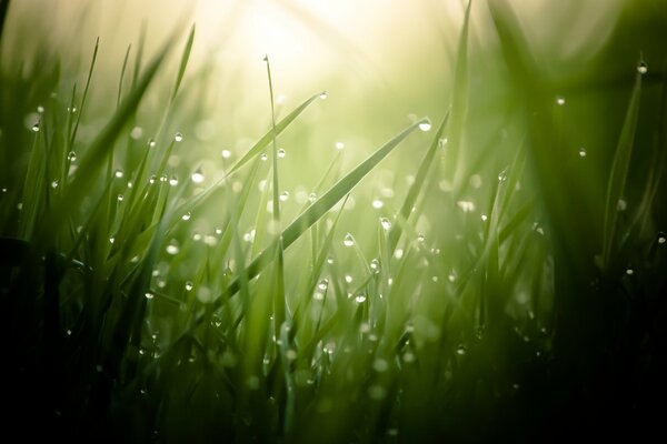 Gotas de rocío sobre hierba verde