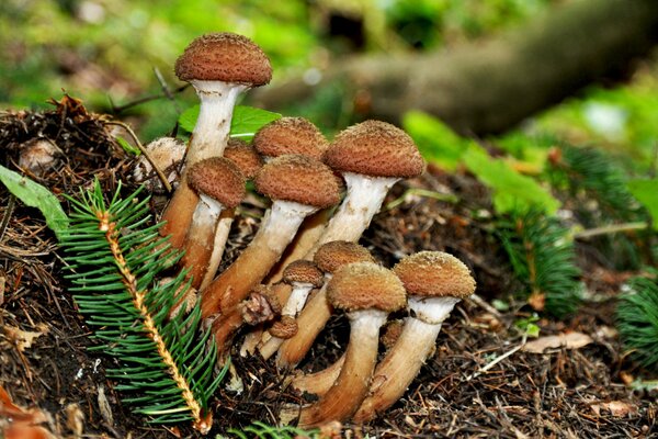 Mushrooms of honey mushrooms in the forest