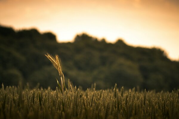 Nature. Macro. Coucher du soleil. Champ de blé