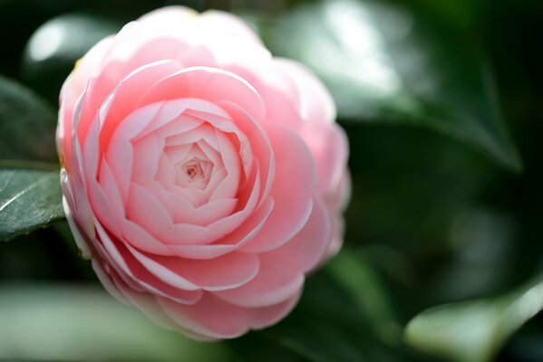 Rosa Kamelie Blume Foto