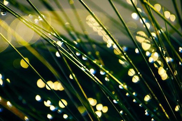 Dew drops on the grass close-up