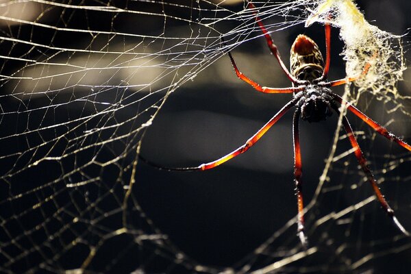 A spider weaves a web