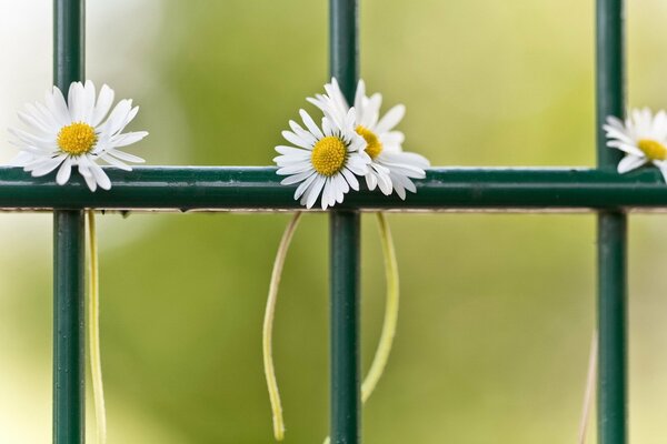 Daisies green fence, lattice