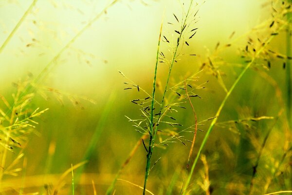 A green blade of grass got tangled in the rays of the sun. Odino