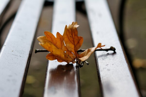 A maple leaf lying on a bench