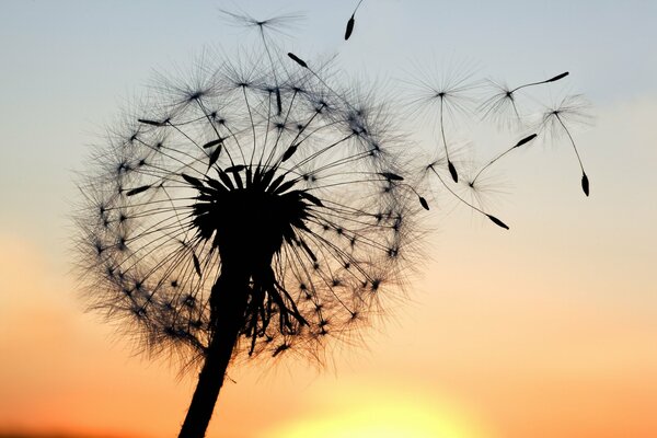 Soplar en un diente de León al atardecer