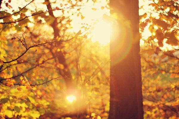 Bosque de otoño con reflejos del sol