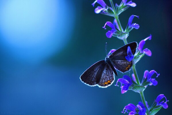 Grauer Schmetterling auf blauen Farben