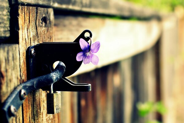 Castello su una recinzione con un tsayetochka viola