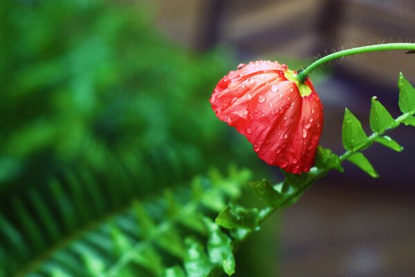 Red poppy in dew drops