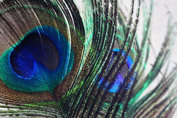 Peacock feather close-up