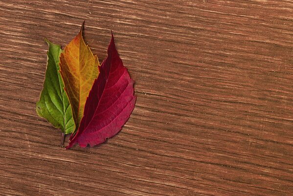 Trois feuilles d automne vert jaune rouge sur une surface en bois