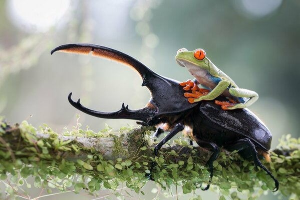 Frog and beetle on a branch