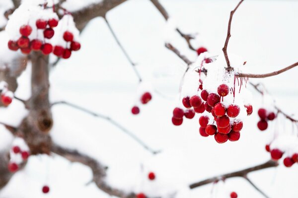 Macro red rowan berries on a tree covered with snow