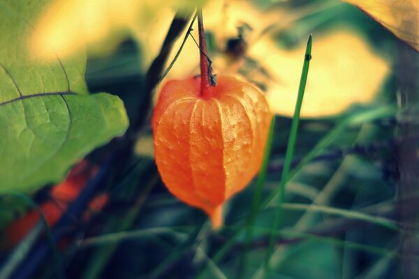 Orange Physalis auf Blatthintergrund