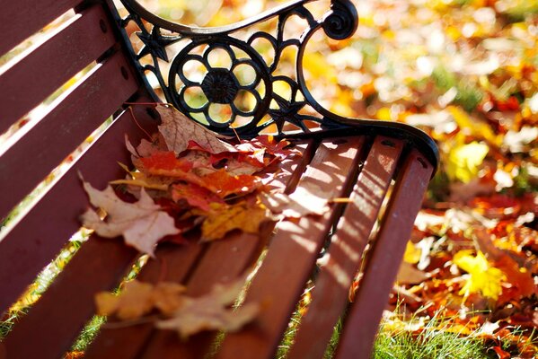 Herbstspaziergang im Park und Bank