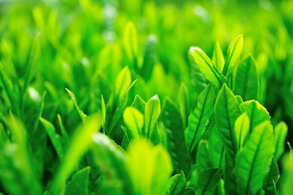 Emerald young grass in spring