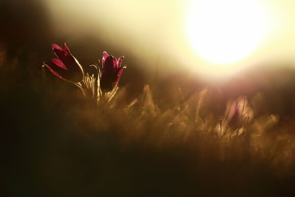 Sun background red flower