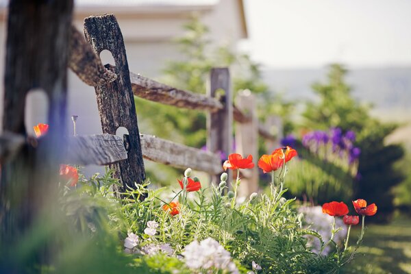 Cozy landscape fence and poppies