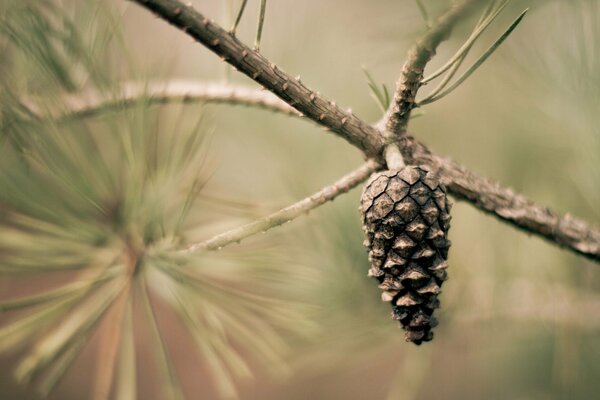 Pomme de pin sur une branche