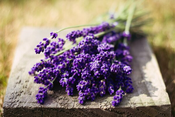 Lavendelblüten in der Natur