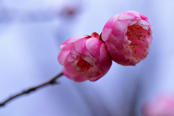 Fleurs roses sur fond blanc