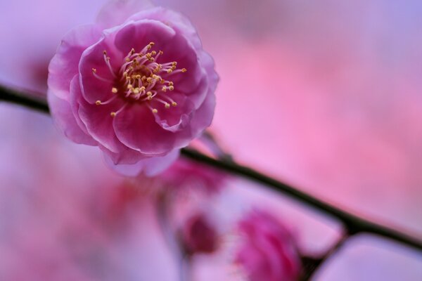 Fotografía macro de la flor del ciruelo