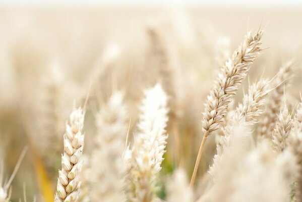 Spighette di grano in macro Screensaver widescreen