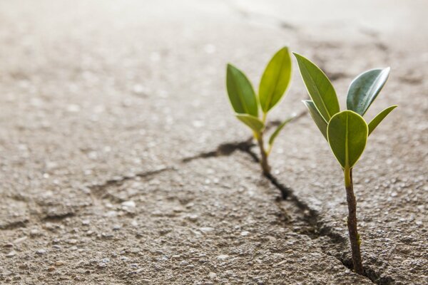 A widescreen sprout in an asphalt crack