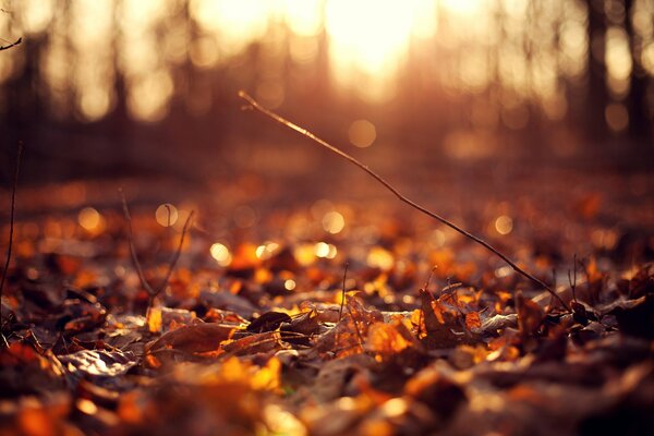 Nass gefallene Herbstblätter