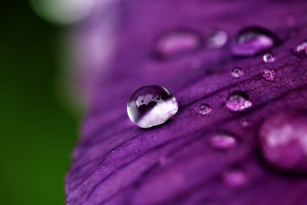 Gota de rocío en el pétalo de la flor