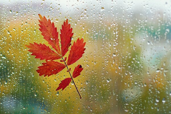 Autumn leaf stuck to wet glass