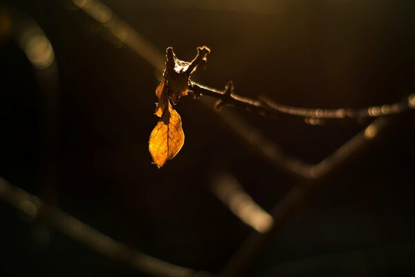 A lonely autumn leaf on a branch