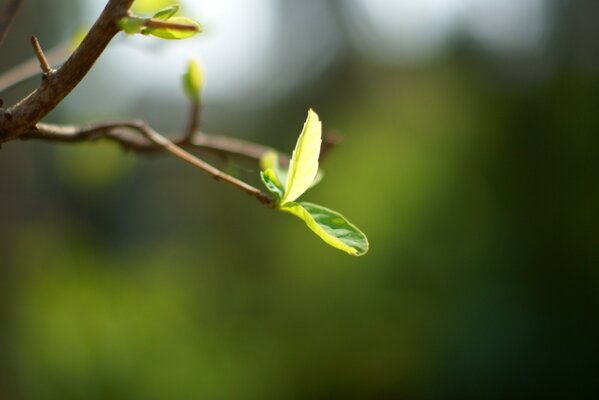 Le printemps est arrivé. La feuille a fleuri. Avant