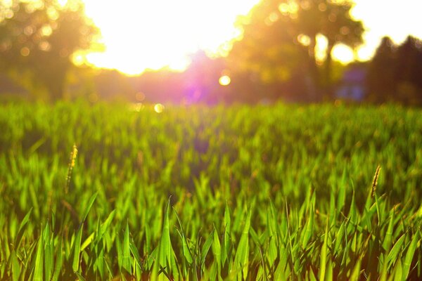 The glare of the sun. Green grass. Large-format shooting on a summer day