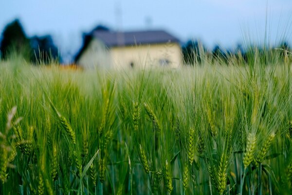 Makro von Ähren. Verschwommenes Haus im Hintergrund