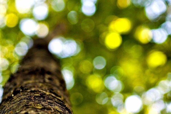 Corona de árbol verde soleado