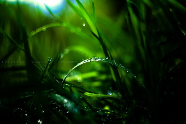 Macro tir de rosée dans l herbe