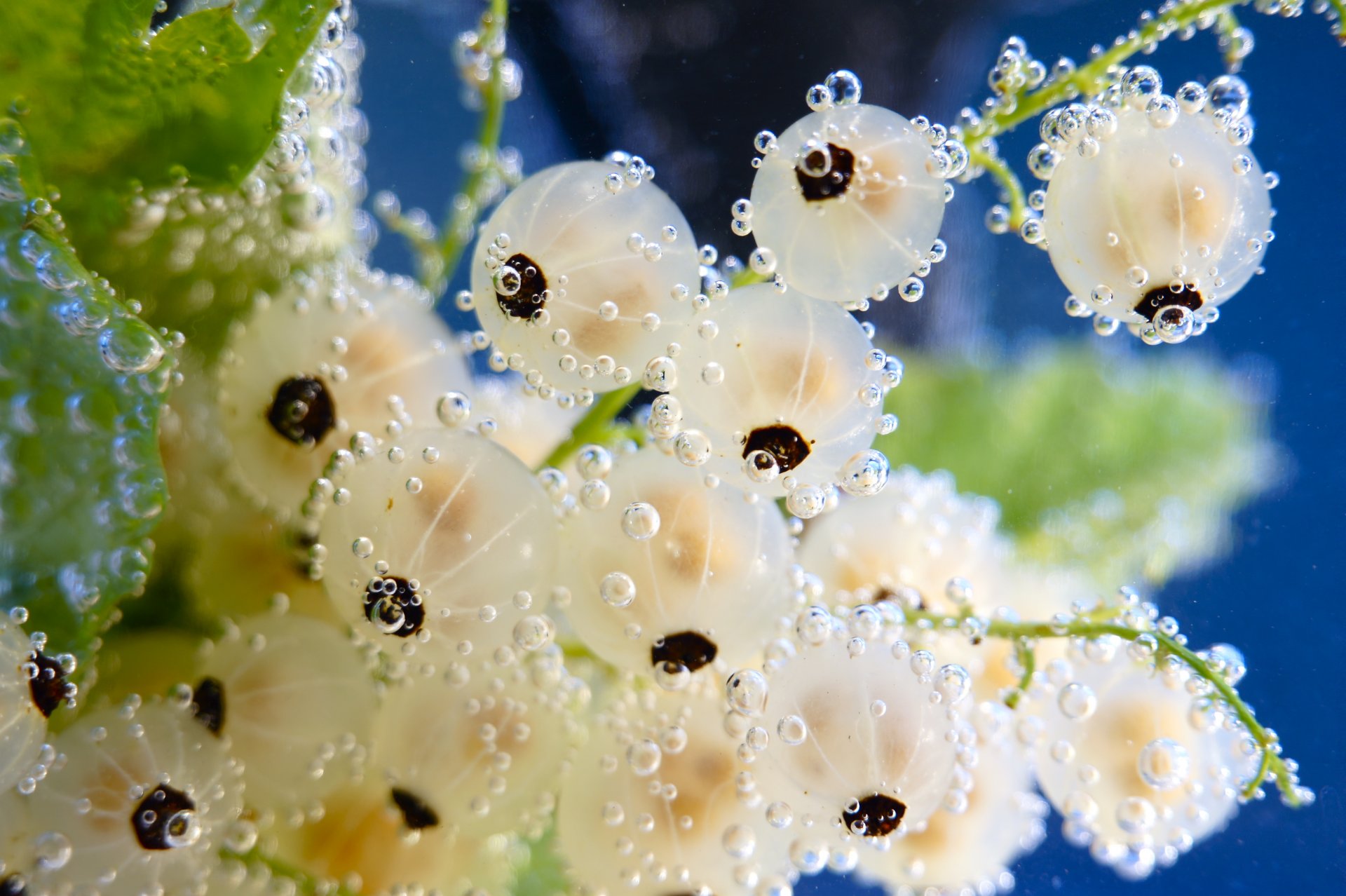 ribes bianco acqua bolle