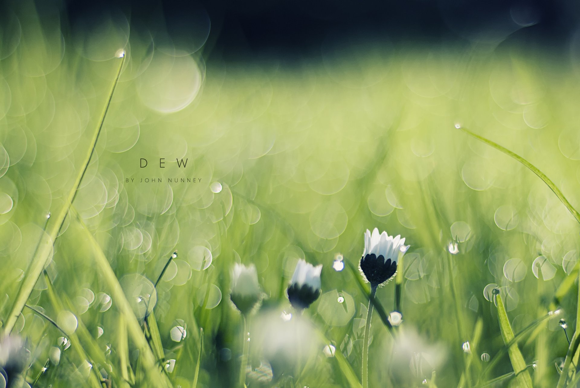 gros plan rosée matin fleurs herbe éblouissement bokeh