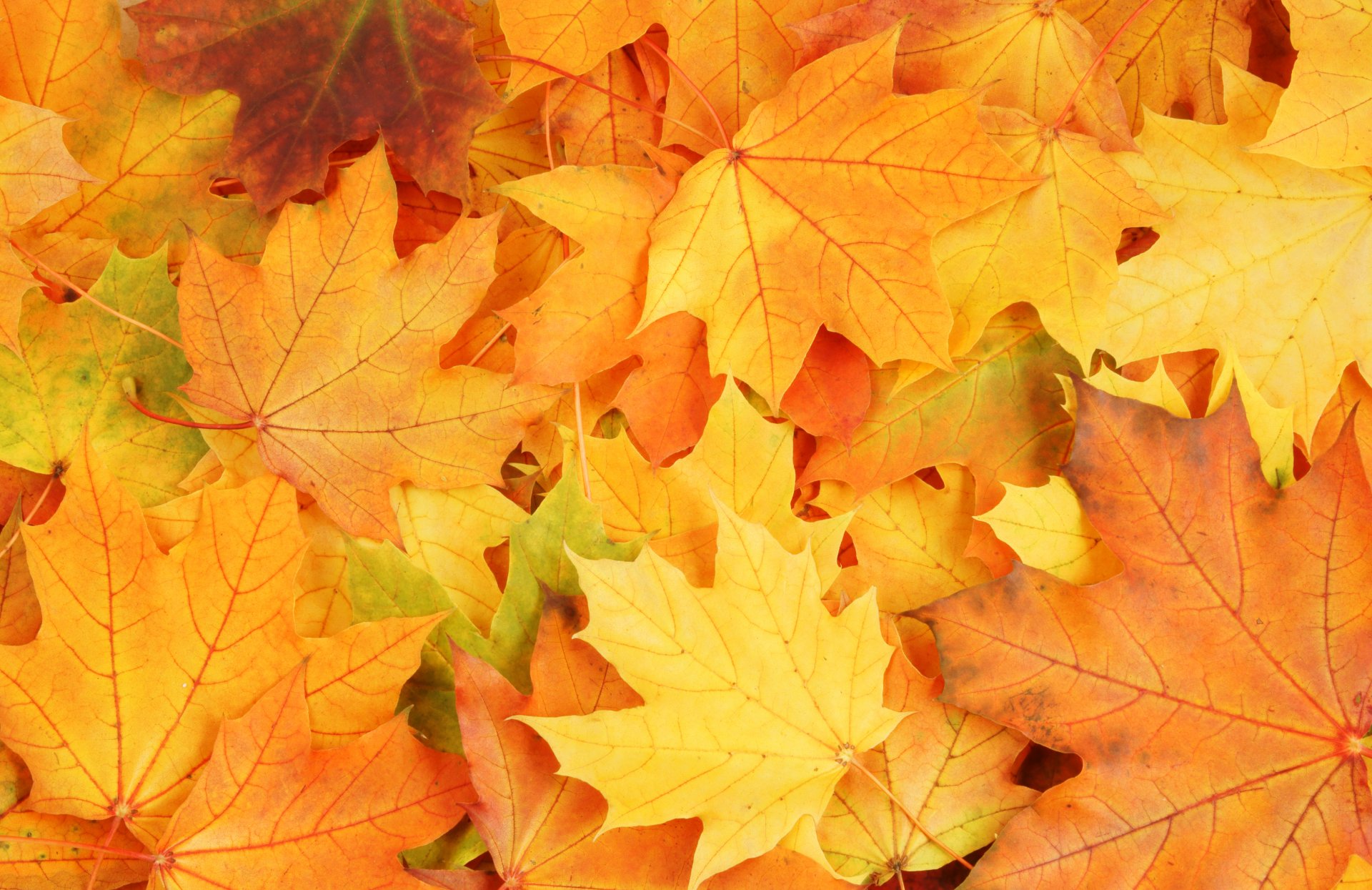 blätter herbst helle farben verblassen