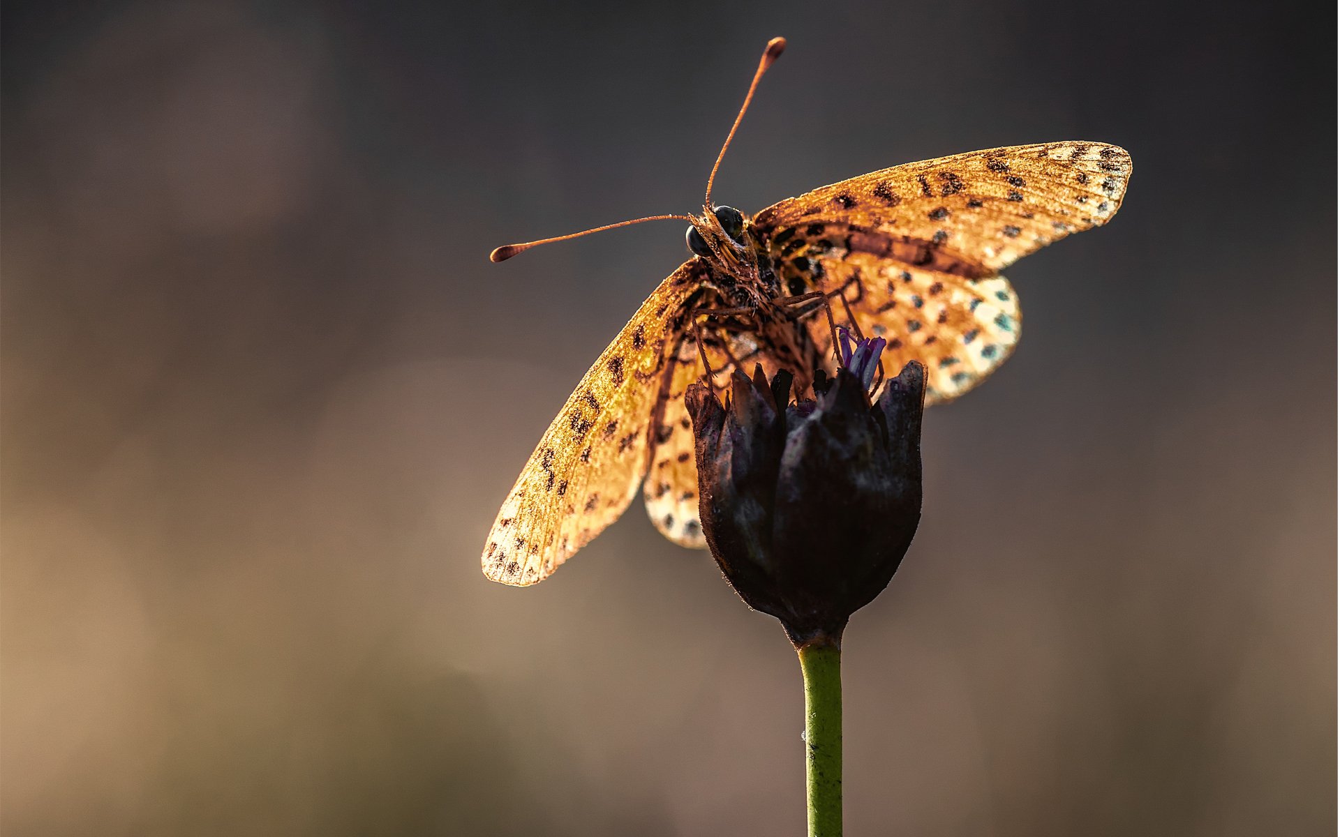 makro schmetterling blume stiel unschärfe ranken