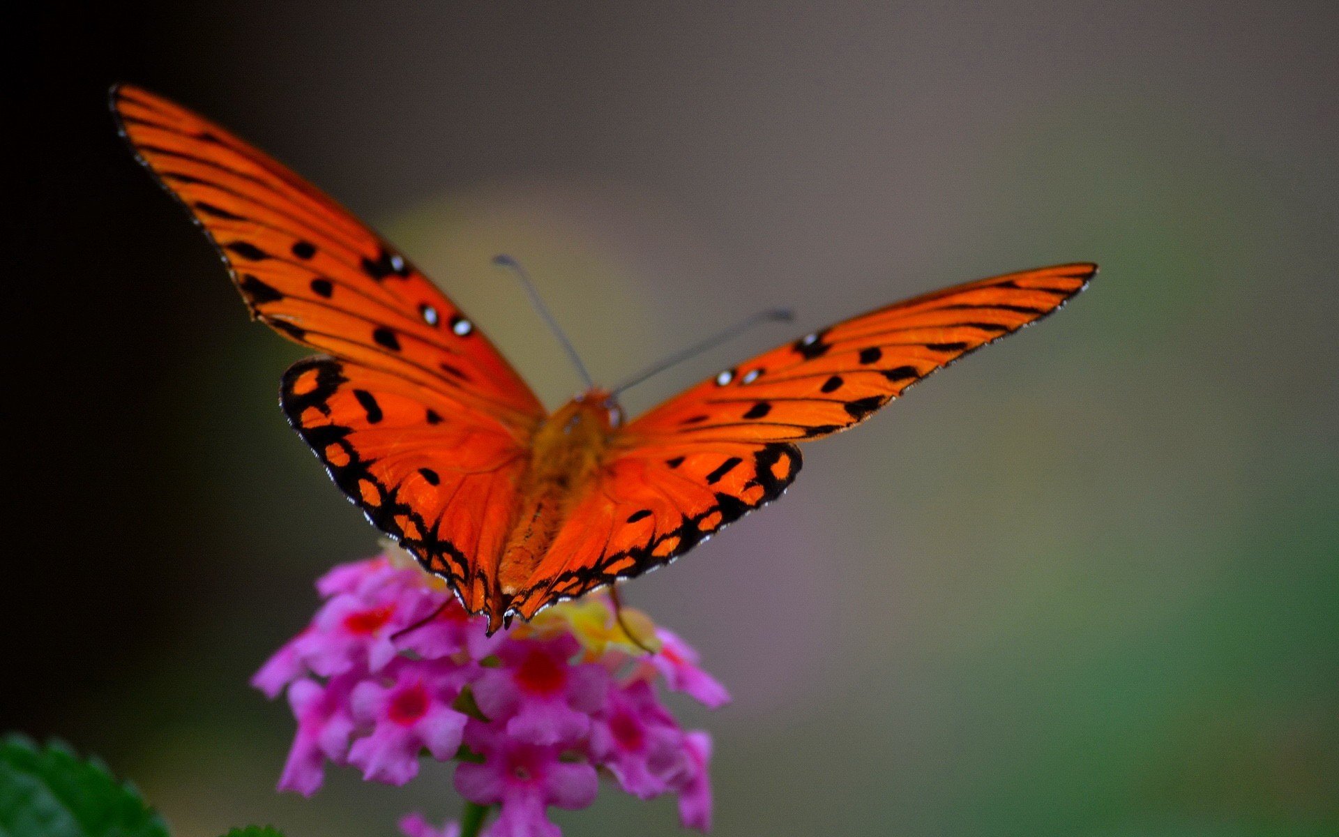 gros plan papillon fleur