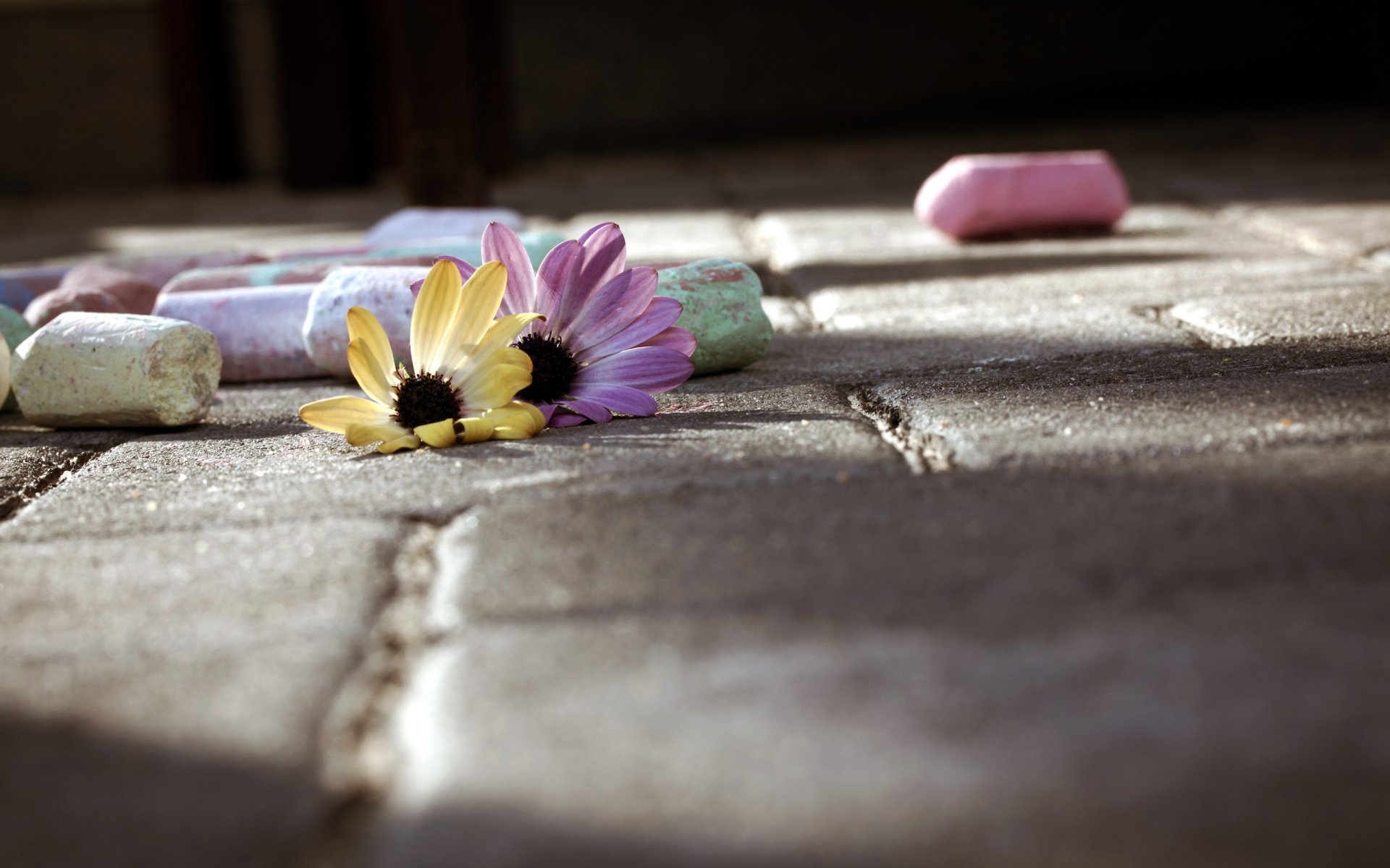 flower chalk street close up