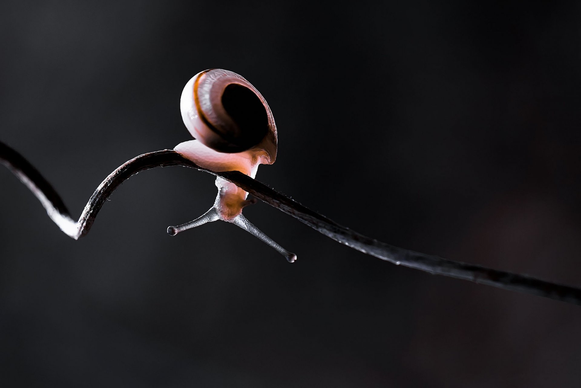 macro lumaca viticci gambo vite contorto luce verso l alto con i piedi