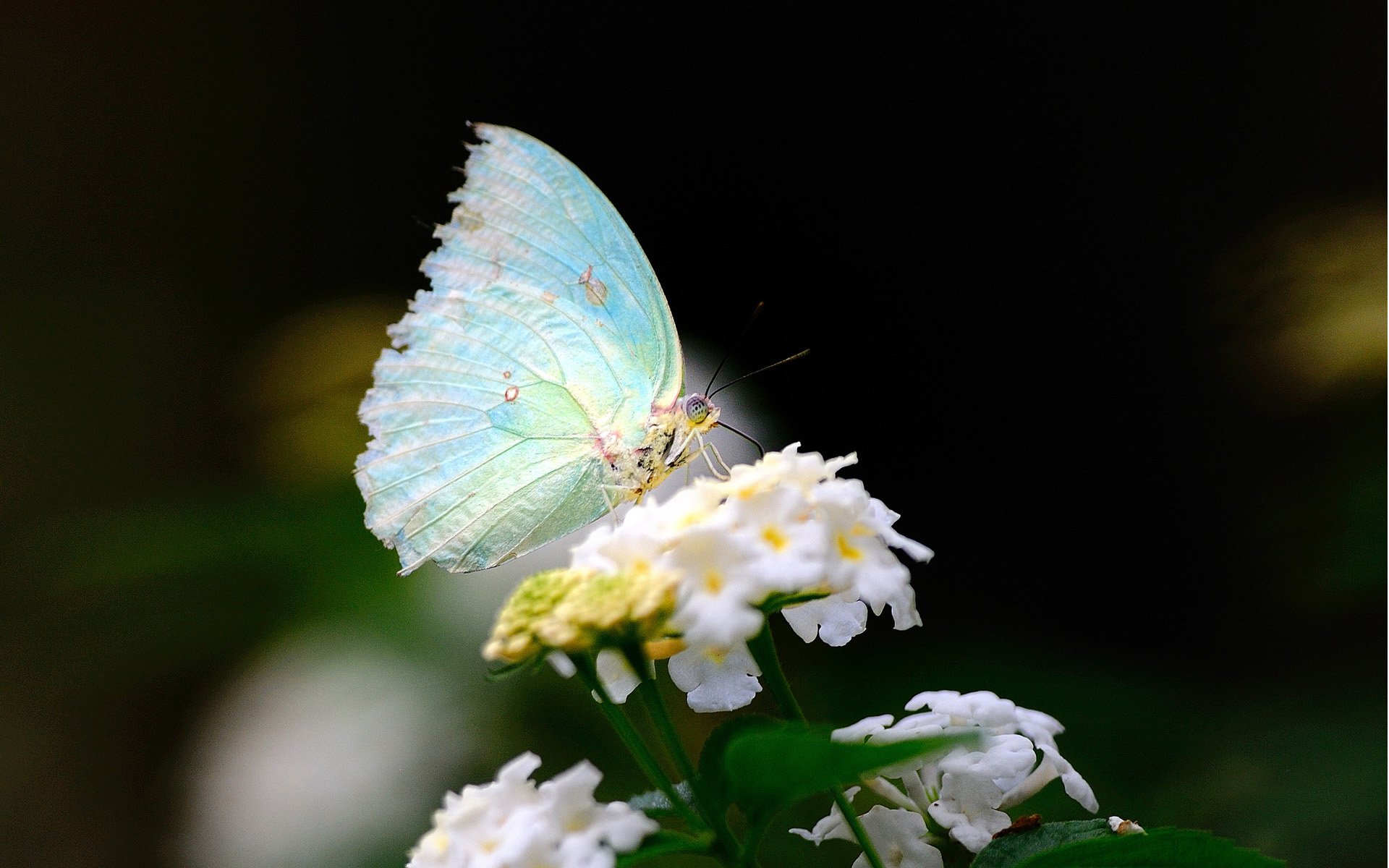 macro mariposa alas flor blanco